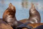 USA, Oregon, Charleston. Close-up of pair of sea lions in harbor. Art Print